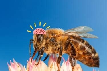 Is A bee intelligent?