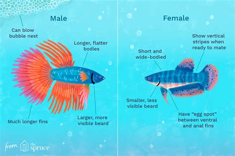 Is A betta A Boy or a girl?