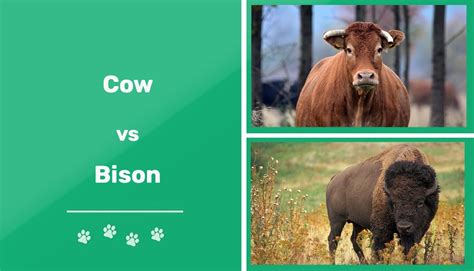 Is A bison a cow?