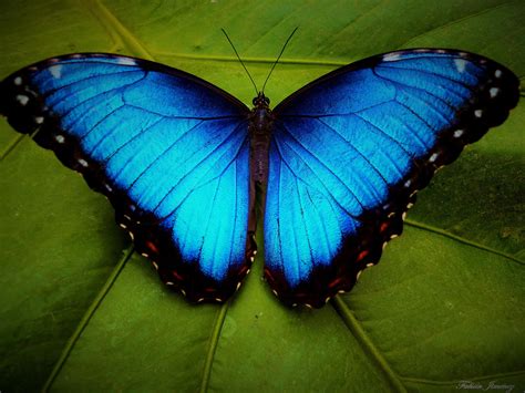 Is A blue butterfly Real?