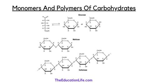 Is A carb A polymer?