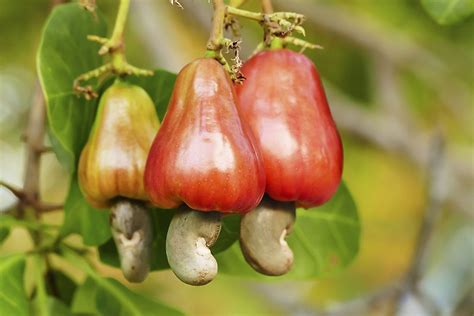 Is A cashew a fruit?