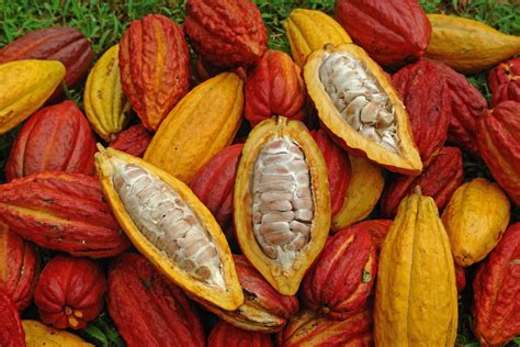 Is A cocoa a nut or a fruit?