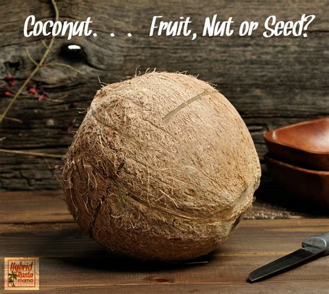 Is A coconut A seed?