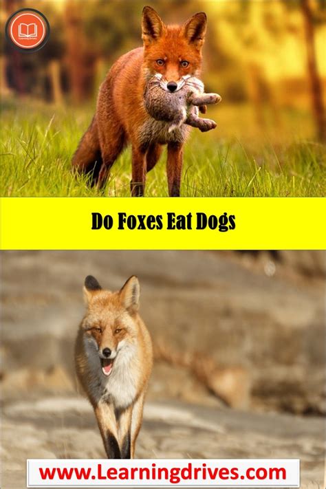 Is A fox afraid of a dog?