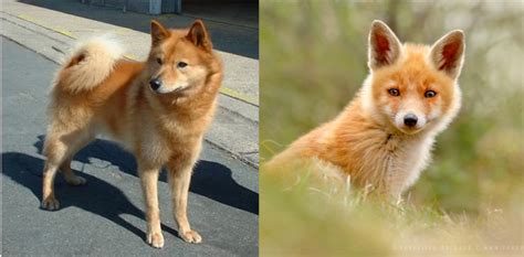 Is A fox like a dog?