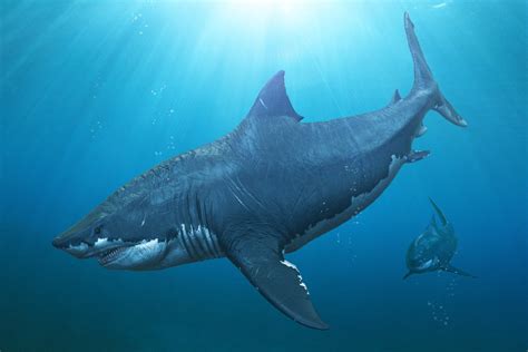 Is A megalodon A Boy or a girl?