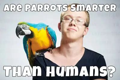 Is A parrot Smarter Than A Monkey?