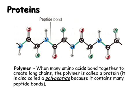 Is A protein A polymer?