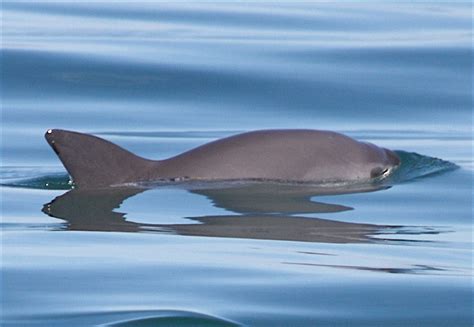 Is A vaquita A Dolphin?