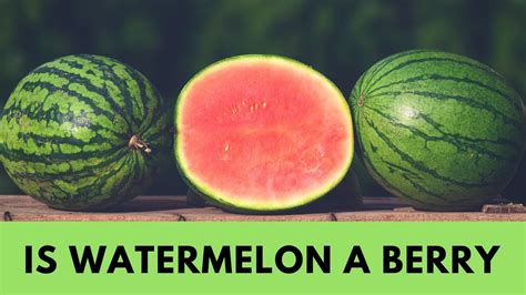 Is A watermelon A berry?
