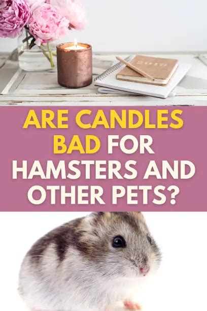 Is AC bad for hamsters?