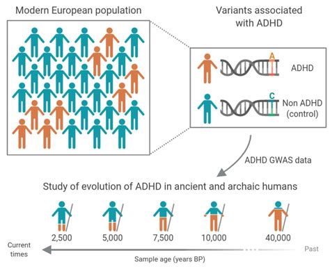Is ADHD genetic or developed?