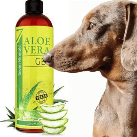 Is Aloe OK for dogs?