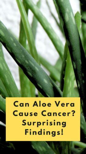 Is Aloe Vera a carcinogen?