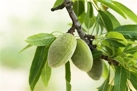 Is An Almond a fruit?