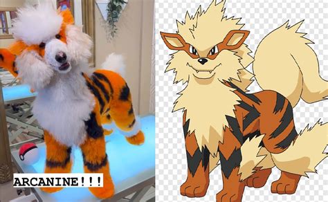 Is Arcanine a dog or a tiger?