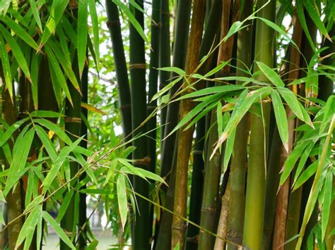 Is Bamboo good for hiking?