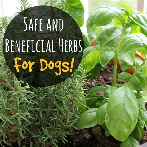 Is Basil safe for dogs?