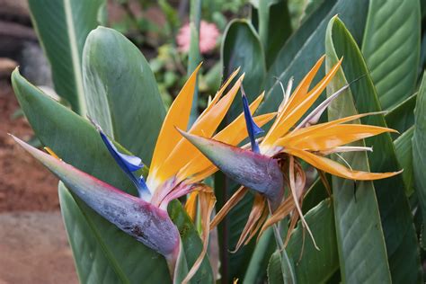 Is Bird of Paradise an acid loving plant?