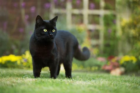 Is Black Cat rare?