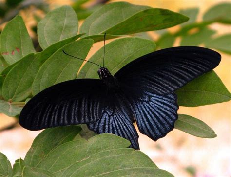 Is Black butterfly rare?