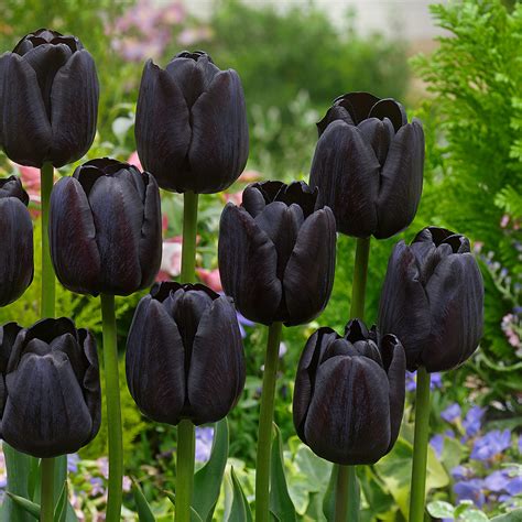 Is Black tulip rare?