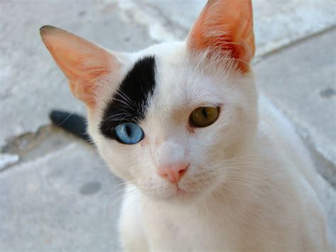 Is Blue cat rare?