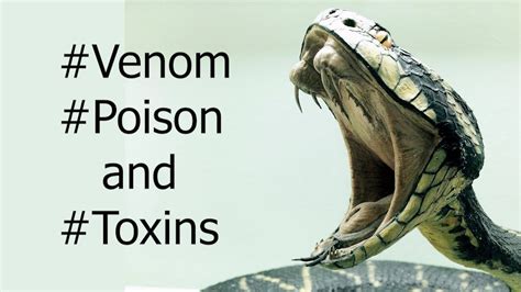 Is Botox a poison or venom?