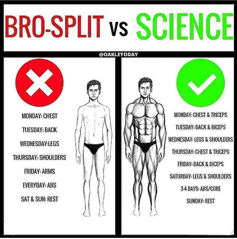 Is Bro split good for gaining weight?