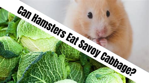 Is Cabbage OK for hamsters?
