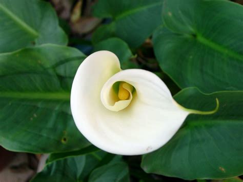 Is Calla Lily bad luck?