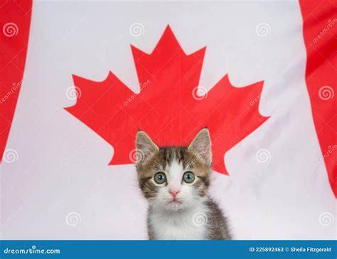 Is Canada cat friendly?