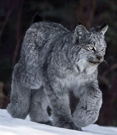 Is Canada lynx a cat?