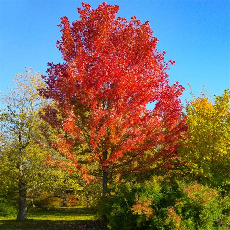 Is Canada the only country with maple trees?