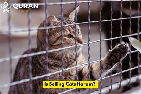 Is Cat halal or haram?