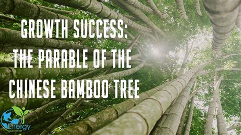 Is Chinese bamboo the strongest?