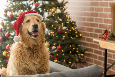 Is Christmas stressful for dogs?