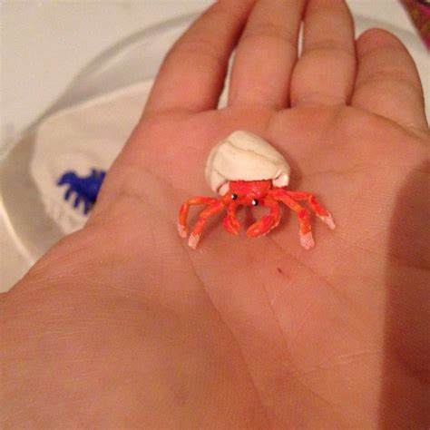 Is Clay toxic to hermit crabs?