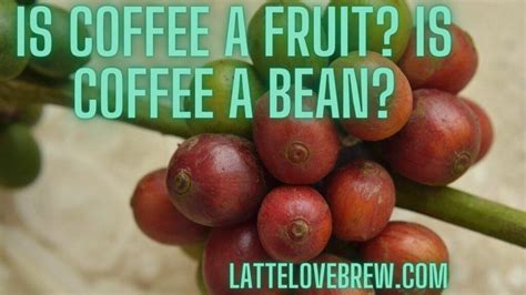 Is Coffee considered a fruit?