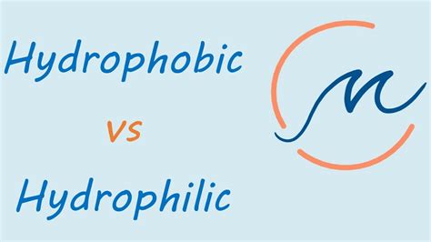 Is DMSO hydrophobic or hydrophilic?