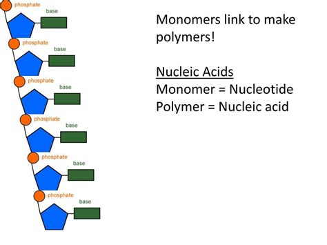 Is DNA a monomer or polymer?