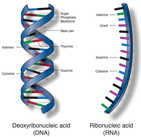 Is DNA an acid?