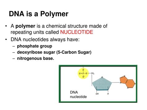 Is DNA is a polymer?