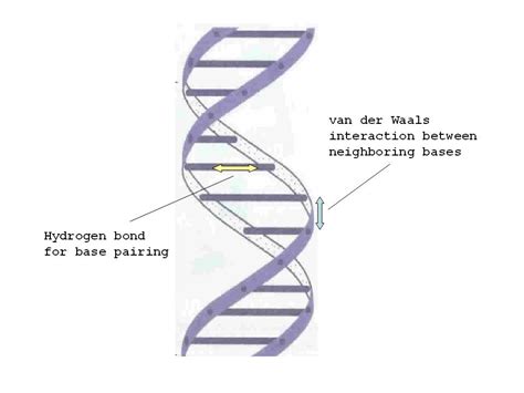 Is DNA quantum entangled?