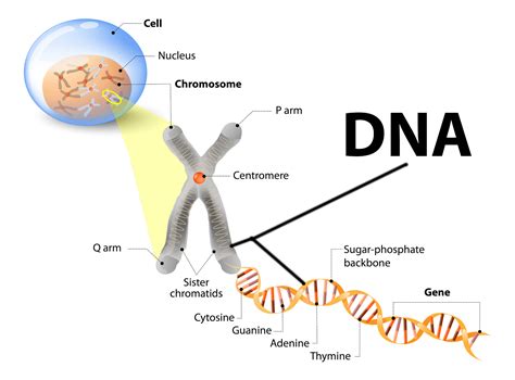 Is DNA smaller than a cell?