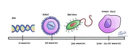 Is DNA smaller than bacteria?