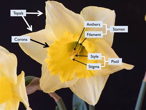 Is Daffodil asexual?