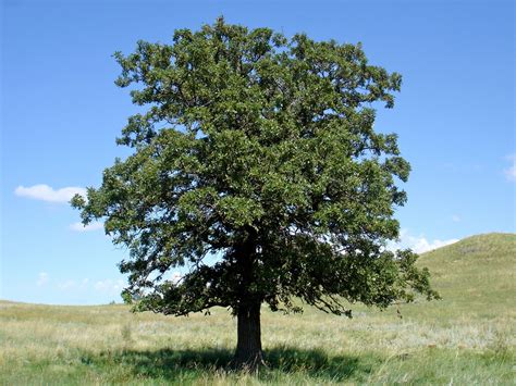 Is Dark Oak a real tree?