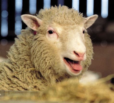 Is Dolly the sheep still alive?